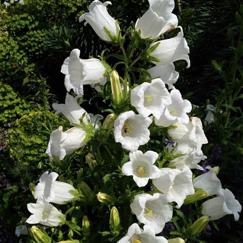 White Campanula Flowers Seed.