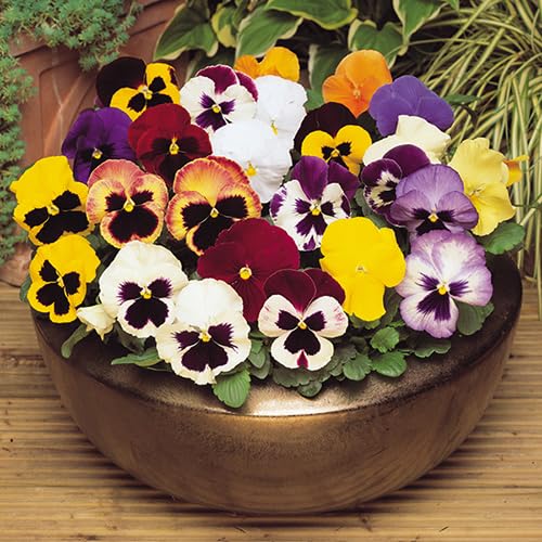 Mix Pansy Flower Seeds