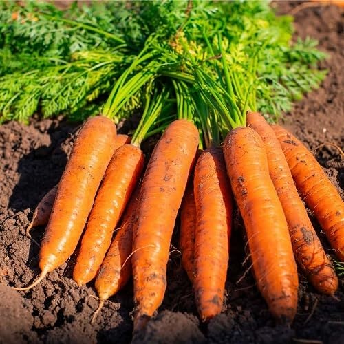 orange carrot vegetables seeds vegetable seeds