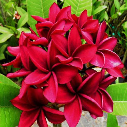 Red Frangipani Flower Seeds