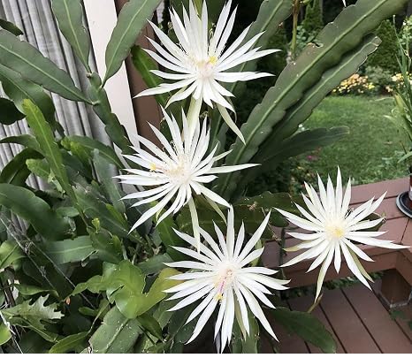 White Epiphyllum Flower seeeds