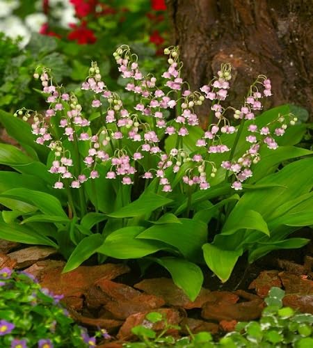 White Lilly The Valley Flower Seeds