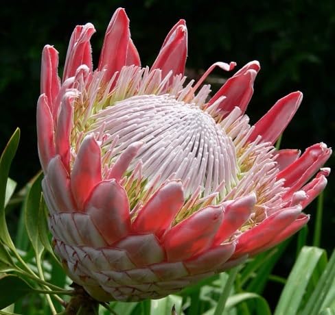 Pink Protea Flower Seeds