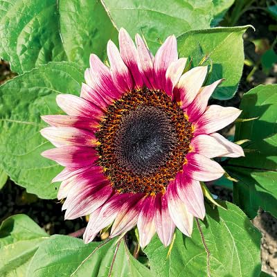 Mixed Sunflower Flower Seeds