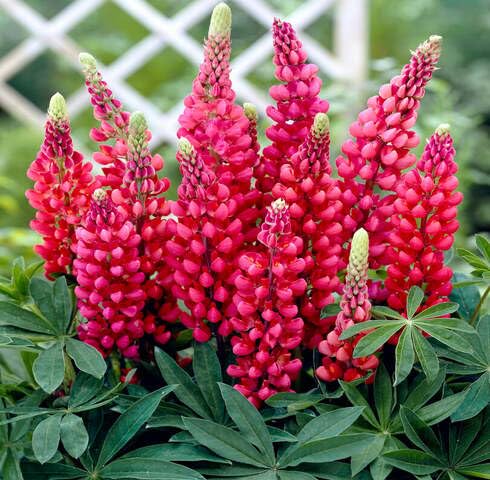 Red Lupinus Flower Seeds