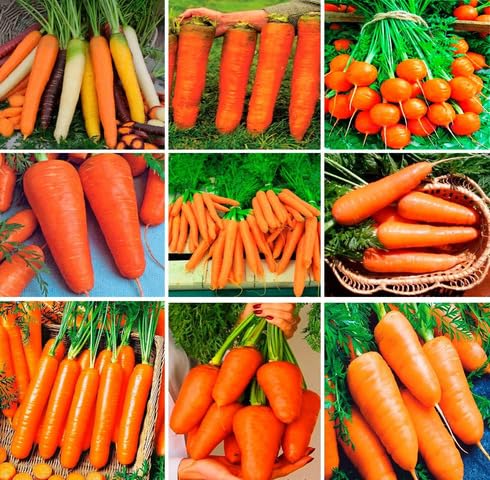 Mixed Carrot vegetable seeds vegetable seeds for Home Gardening, Heirloom, Non-GMO, High Premium for kitchen garden planting