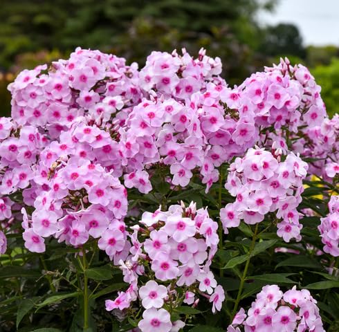 pink phlox flower seeds