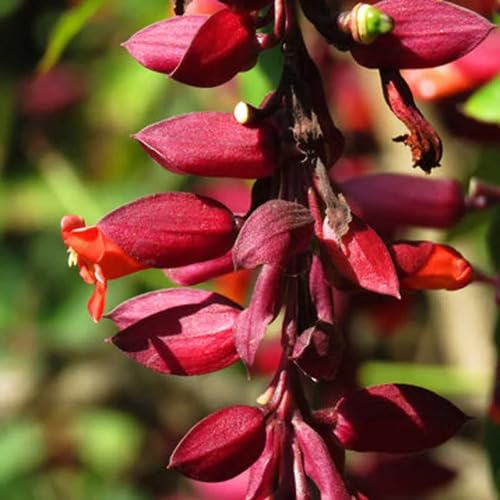 Maroon Sunflower Flower Seeds