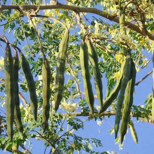 Moringa vegetable seeds - Heirloom, Organic, Non Gmo Garden Seeds for kitchen garden planting