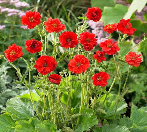 Red Geum Flower Seeds