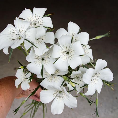 White Agrostemma Flower Seeds