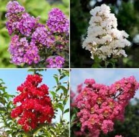 Mixed Myrtle Flower Seeds