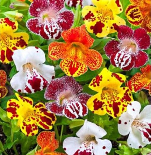Mixed Erythranthe Flower Seeds