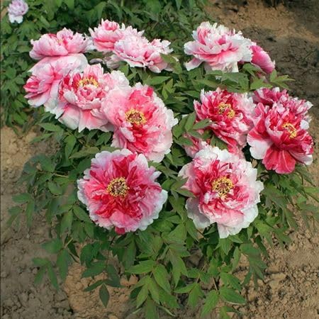 Red Rare Peony Flower Seeds