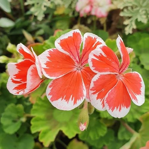 White Orange Pelargonium Flower Seeds