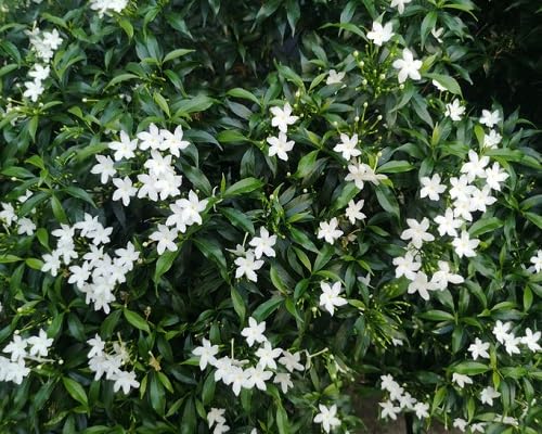 White Jasmine Flower Seeds