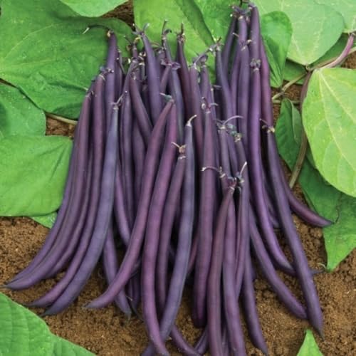 Beans vegetable seeds for Home Gardening, Nutritious Backyard Harvest Collection Premium for kitchen garden planting