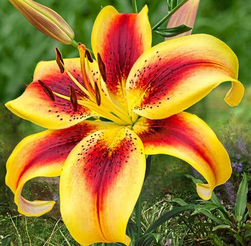Red Yellow Lilium Flower Seeds