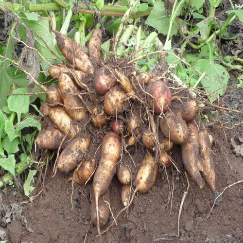Yacon vegetable seeds - Heirloom, Organic, Non Gmo Garden Seeds for kitchen garden planting