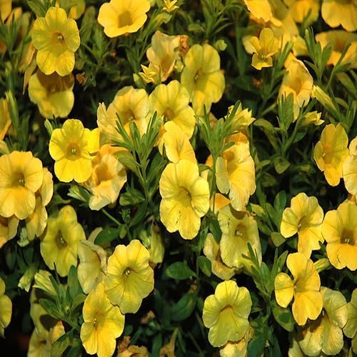 Yellow Calibrachoa Flower Seeds
