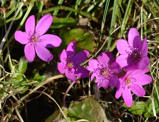 Hepatica Flower Seeds