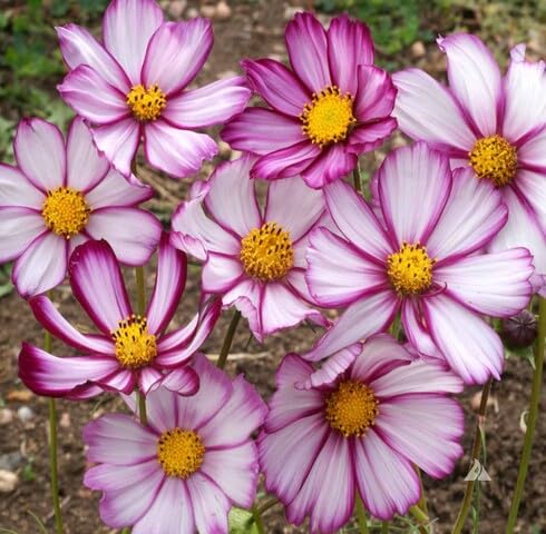 Pink White Cosmos Bipinnatus Flower Seeds