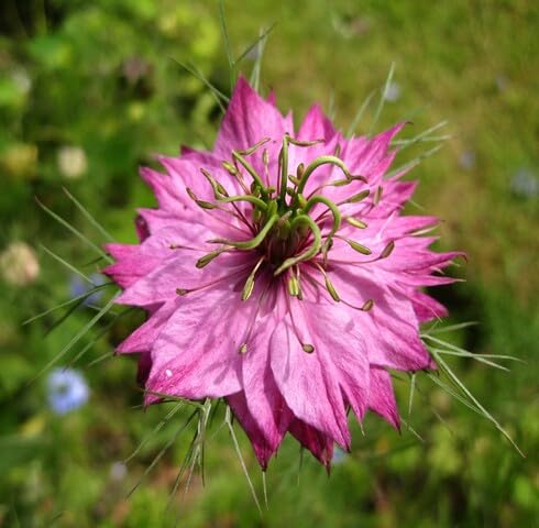pink nigella flower seeds