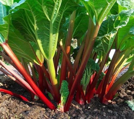 Rhubarb vegetable seeds - Heirloom, Organic, Non Gmo Garden Seeds for kitchen garden planting