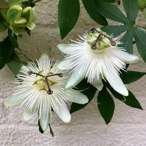 White Passiflora Flower Seeds