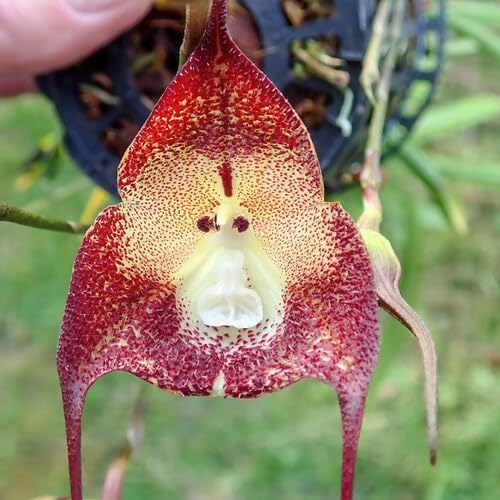 Red Monkey Face Orchid Flower Seeds