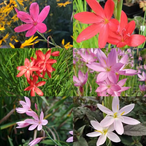 Mixed Schizostylis Flower Seeds