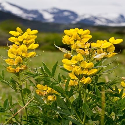 Yellow Thermopsis Flower Seeds