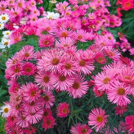 Pink Aster Flower Seeds