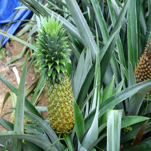 Green Pineappple Fruit Seeds organic garden seeds