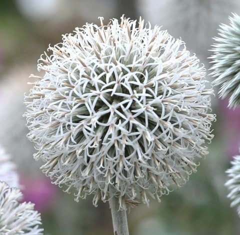 White Echinops Flower Seeds