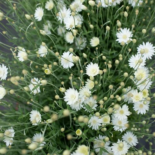 White Xeranthemum Flower Seeds