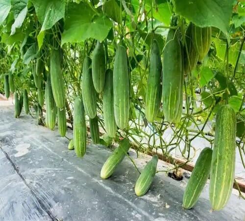 Green luffa cylindrica vegetable seeds for Home Gardening, Organic Raised Bed Garden for kitchen garden planting
