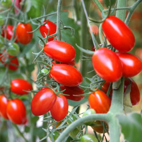 red Juliet Grape Tomato Fruit Seeds vegetable seeds for Home Gardening, Natural Home Farming Choice for kitchen garden planting