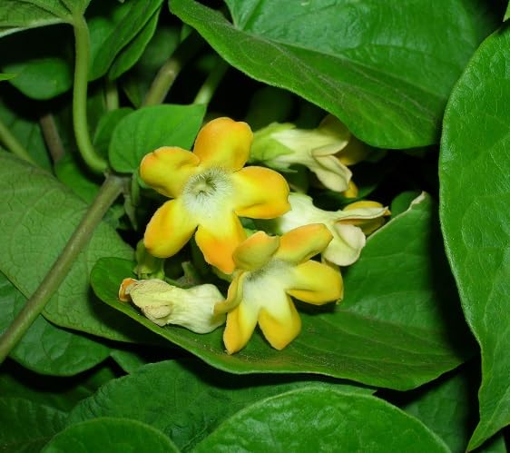 Yellow Telosma cordata Flower Seeds