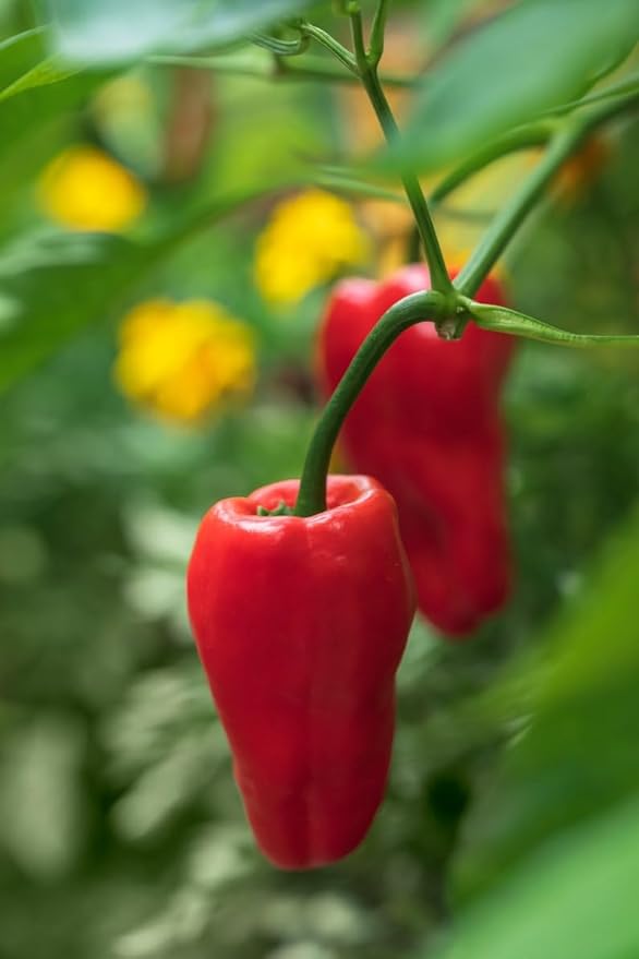 leutschauer paprika capsicum annuum pepper in garden