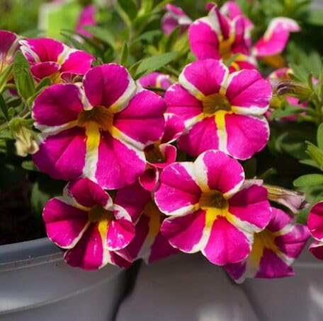 Pink White Calibrachoa Flower Seeds