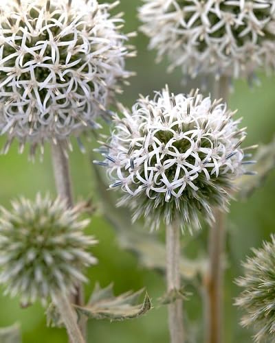 White Echinop Flower Seeds