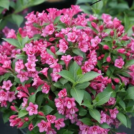 Pink Weigela Flower Seeds
