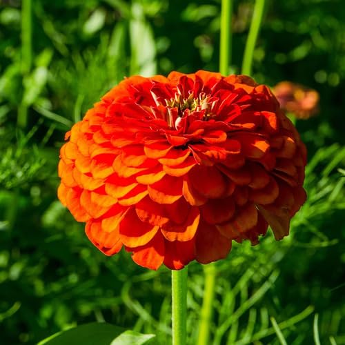 Orange Zinnia fruit seeds for organic garden planting