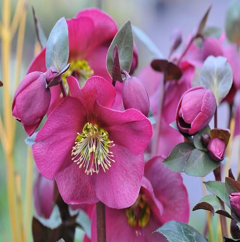 helleborus Flower Seeds