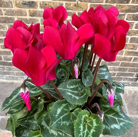 red cyclamen flower seeds