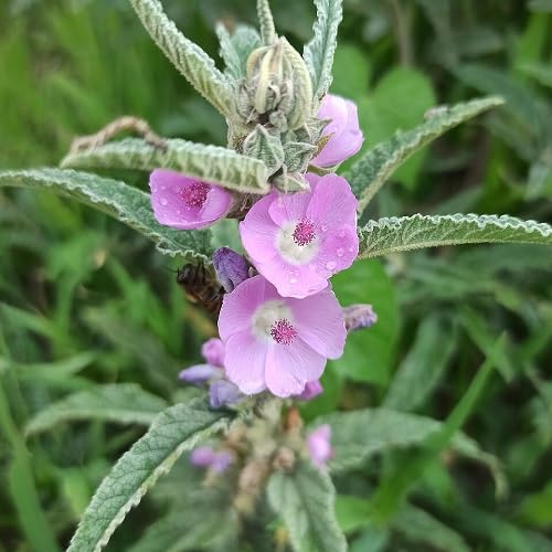 Pink Sphaeralcea Flower Seeds