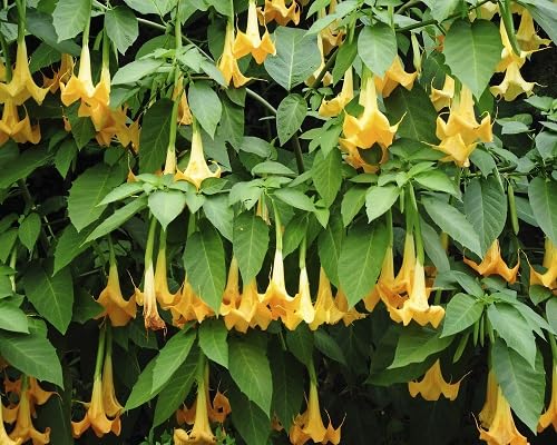 yellow horn flower seeds