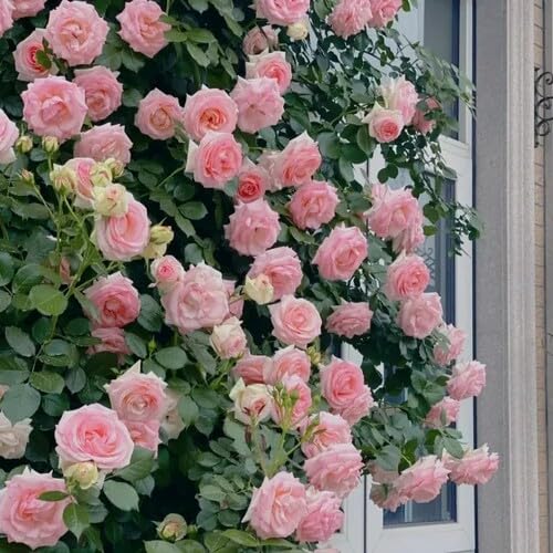 Zephirine Rose Flower Seeds