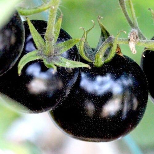 Tomato Perennial vegetable seeds for Home Gardening, Heirloom, Non-GMO, High Germination for kitchen garden planting